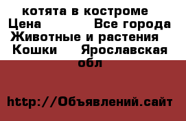 котята в костроме › Цена ­ 2 000 - Все города Животные и растения » Кошки   . Ярославская обл.